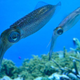 A pair of tiny, boring real-life squid that nobody cares about at Tokyo’s Sunshine Aquarium.